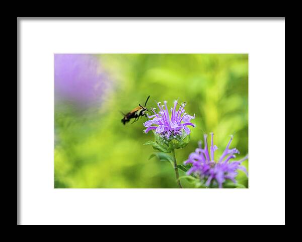Plants Framed Print featuring the photograph Hummingbird Moth - Delaware Water Gap by Amelia Pearn