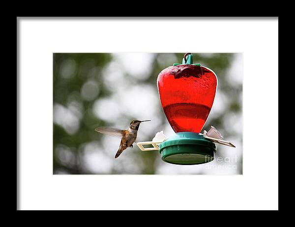 Rocky Mountains Framed Print featuring the photograph Hummingbird by Wilko van de Kamp Fine Photo Art