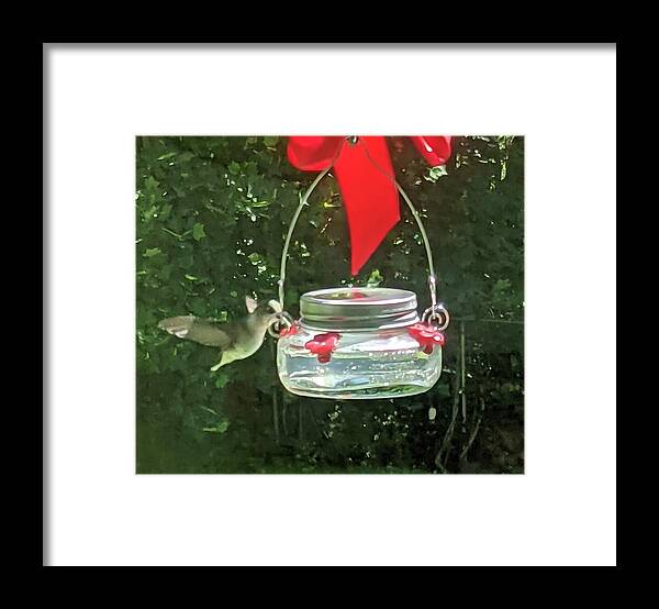  Framed Print featuring the photograph Hummingbirds Breakfast by Ed Smith