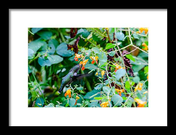 Hummingbird Framed Print featuring the photograph Hummingbird's Drink by Wild Fotos