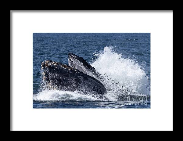 Princess Monterey Framed Print featuring the photograph Humpback Lunge Feeding by Loriannah Hespe