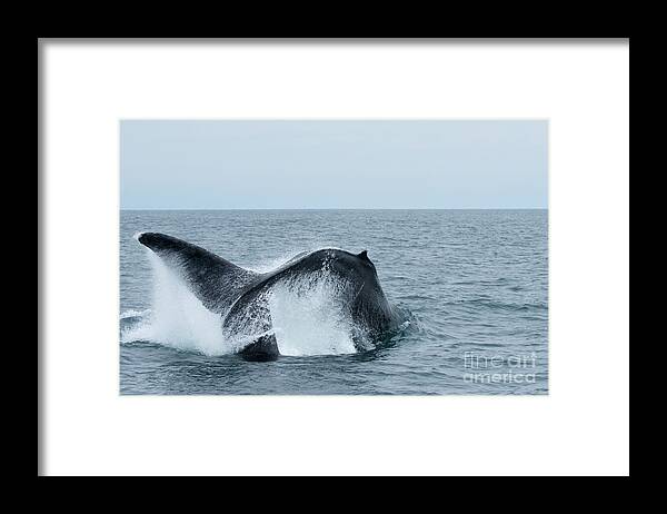  Framed Print featuring the photograph Humpback Peduncle Thrust Fluke by Loriannah Hespe