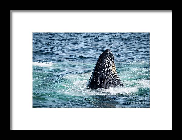 Humpback Framed Print featuring the photograph Humpback Spyhopping by Lorraine Cosgrove