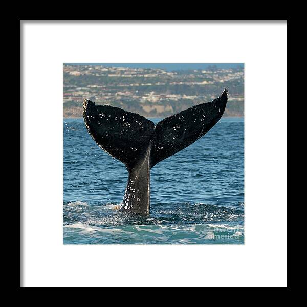 Flukes Framed Print featuring the photograph Humpback Tall Fluke Square by Loriannah Hespe