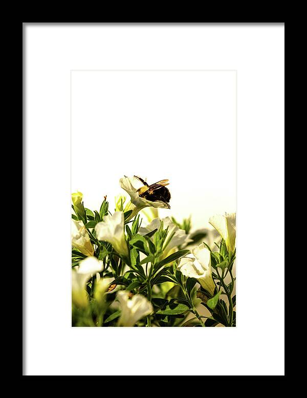 Museum Quality Framed Print featuring the photograph Hungry Bee by Bruce Davis