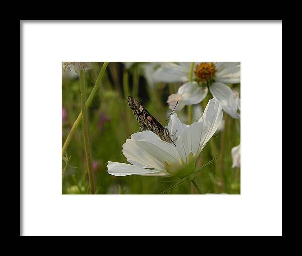 Flowers Framed Print featuring the photograph Hungry Butterfly by Amanda R Wright