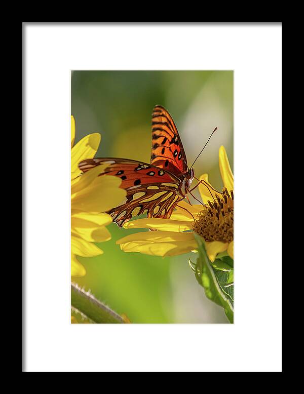 Butterfly Framed Print featuring the photograph Hungry butterfly by Jamie Tyler