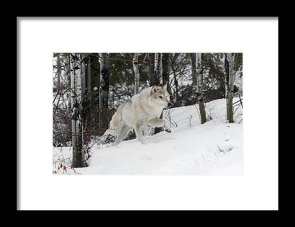 Hunting Wolf Framed Print featuring the photograph Hunting Wolf by Wes and Dotty Weber