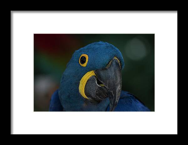Bird Framed Print featuring the photograph Hyacinth Macaw by Carolyn Hutchins