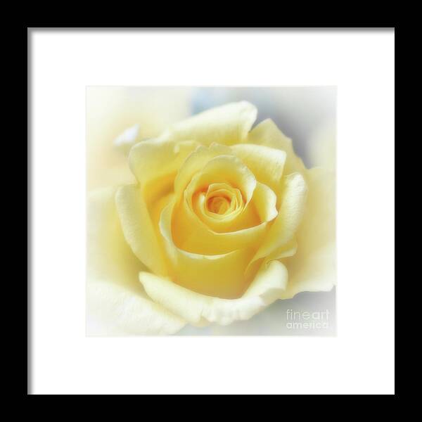 Rose Framed Print featuring the photograph Hybrid Tea Rose - Yellow by Yvonne Johnstone