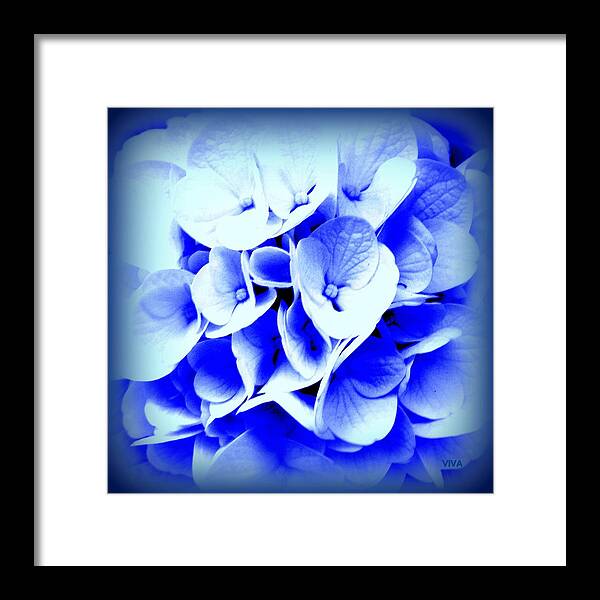 Blue Framed Print featuring the photograph Hydrangea - Blue by VIVA Anderson