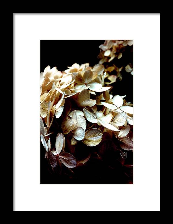 Hydrangea Framed Print featuring the digital art Hydrangea in Sepia by Nancy Olivia Hoffmann