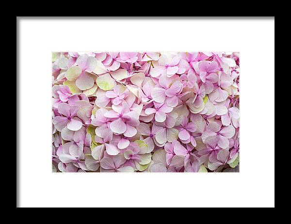 Flowers Framed Print featuring the photograph Hydrangea by Louise Tanguay
