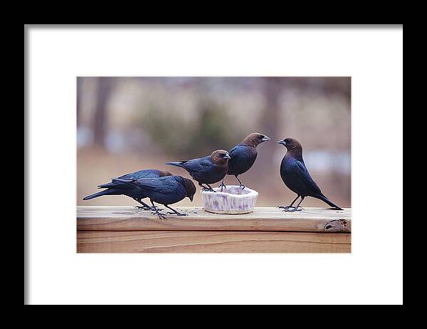 Bird Framed Print featuring the photograph I Dare You - Brown Headed Cow Birds by Gaby Ethington