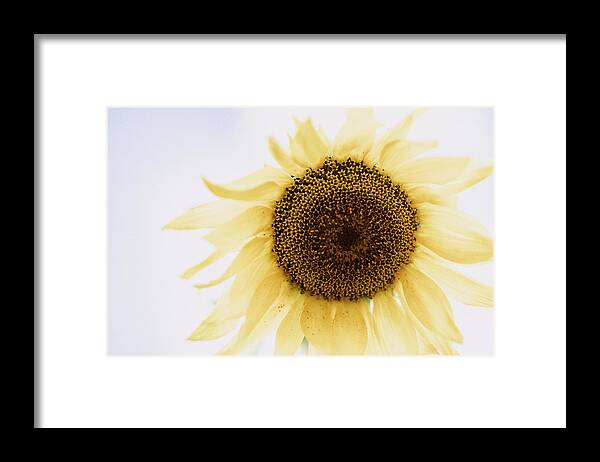 Sunflower Framed Print featuring the photograph I Dream of Sunflower by Ada Weyland