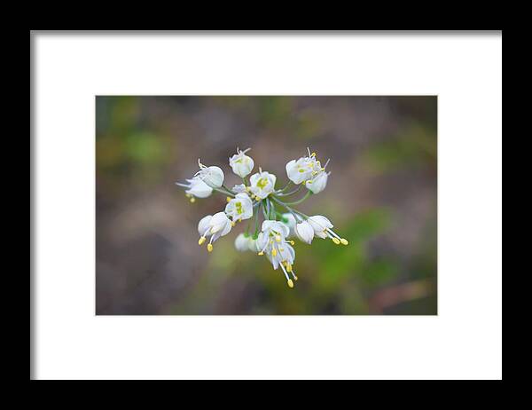 Wild Onions Framed Print featuring the photograph I Dream of Wild Onions by Alden White Ballard