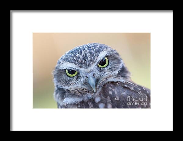 Owls Framed Print featuring the photograph I Give A Hoot by Chris Scroggins