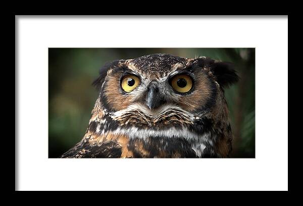 Closeup Of A Great Horned Owl Framed Print featuring the photograph I know I am the Tiger of the Sky by Carolyn Hall