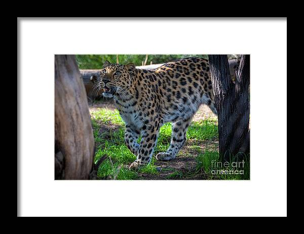 Cat Framed Print featuring the photograph I See Food by David Levin