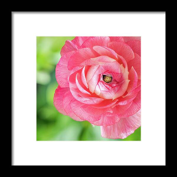 Ranunculus Framed Print featuring the photograph I See You by Elvira Peretsman