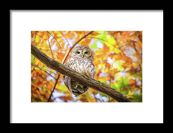 Barred Owl Framed Print featuring the photograph I See You by Jordan Hill