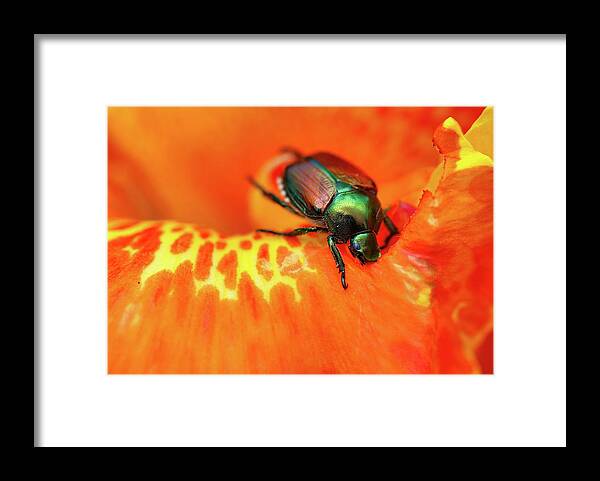 Macro Photograph Framed Print featuring the photograph I See You My Little Friend...NOT by Scott Burd