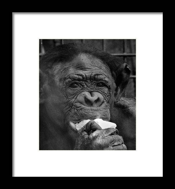 - I See You - Primate Framed Print featuring the photograph - I See You - Primate by THERESA Nye