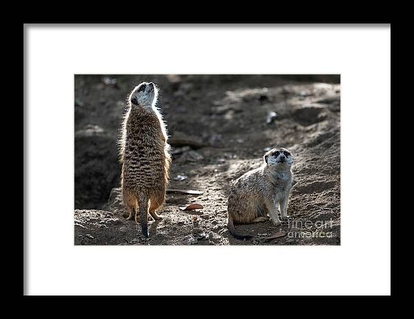 Brown Framed Print featuring the photograph I Smell Food by David Levin