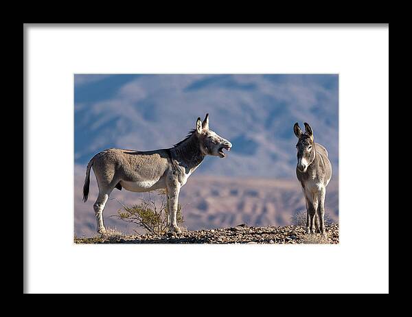 Wild Burros Framed Print featuring the photograph I told you by Mary Hone