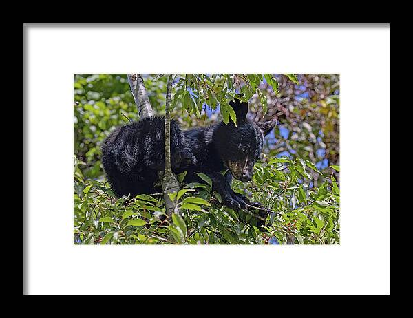 Wildlife Framed Print featuring the photograph I Want Cherries by Gina Fitzhugh