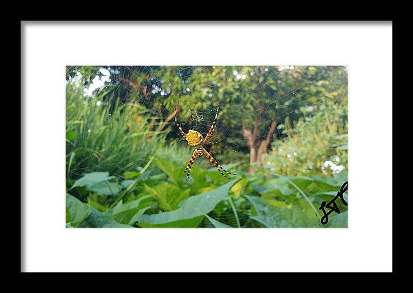 Spider Framed Print featuring the photograph I Web You by Esoteric Gardens KN