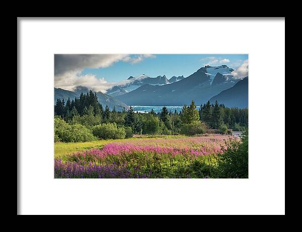 Fireweed Framed Print featuring the photograph Ice over Fireweed by David Kirby