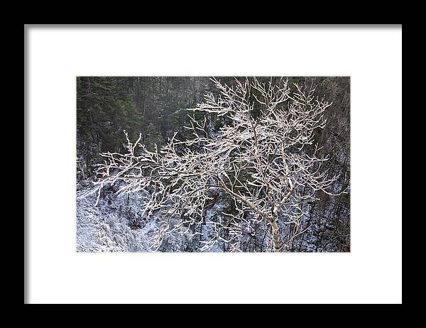 Waterfalls Framed Print featuring the photograph Ice Tree Sentinel by Angelo Marcialis