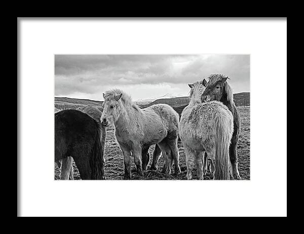 Iceland Framed Print featuring the photograph Icelandic Horse Cuddle Iceland Black and White by Toby McGuire