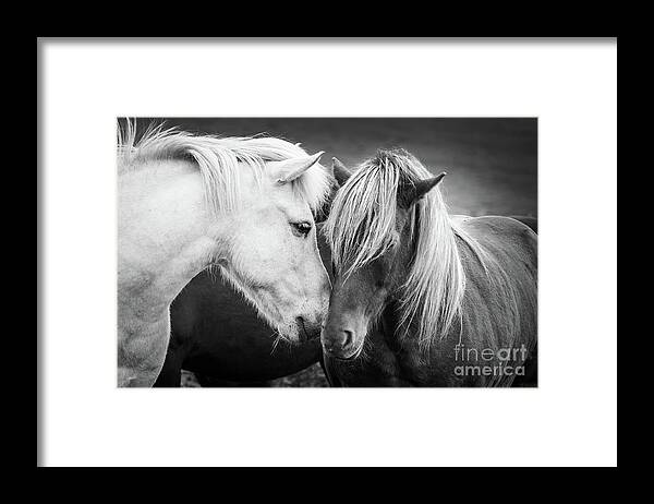 Horses Framed Print featuring the photograph Icelandic horses, black and white by Delphimages Photo Creations