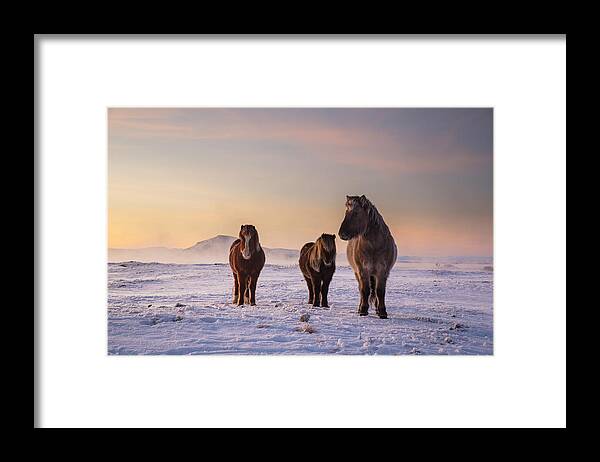 Horse Framed Print featuring the photograph Icelandic horses in the snow. by Alex Saberi