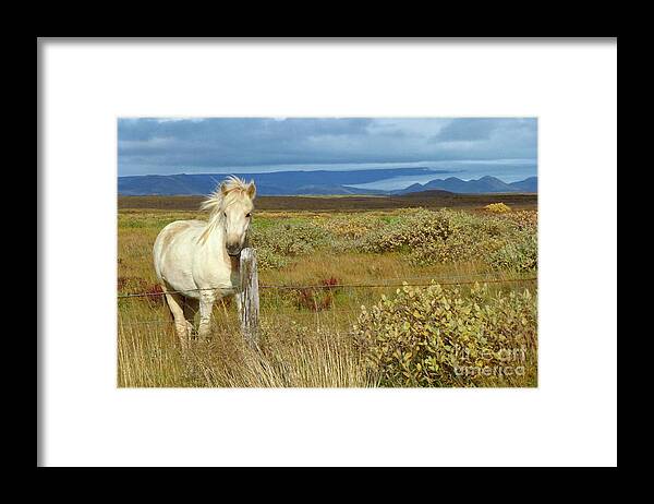 Photography Framed Print featuring the photograph Icelandic Pony 1 by Stephanie Gambini