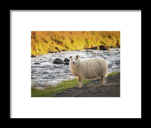 Iceland Framed Print featuring the photograph Icelandic Sheep Along The Kverna River by Kristia Adams