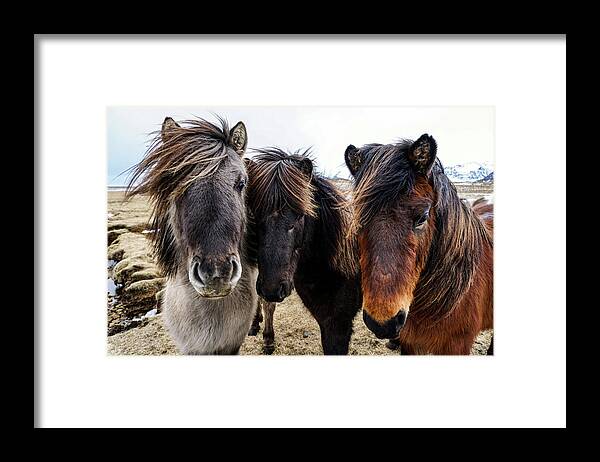 Iceland Framed Print featuring the photograph Icelandic Wild Horses. Iceland by Earth And Spirit