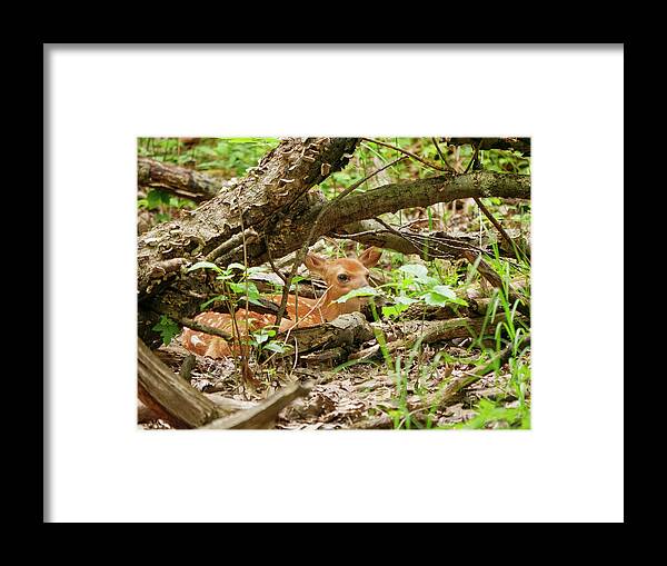 Illinois Framed Print featuring the photograph If I Don't Move It Won't See Me by Todd Bannor