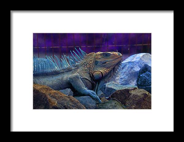 Iguana Framed Print featuring the photograph Iguana 1 - Abstact by Ron Berezuk