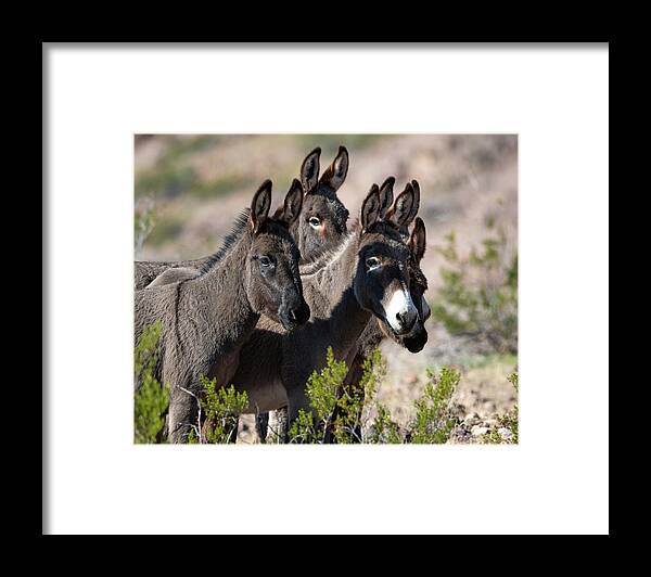 Wild Burros Framed Print featuring the photograph I'm All Ears by Mary Hone