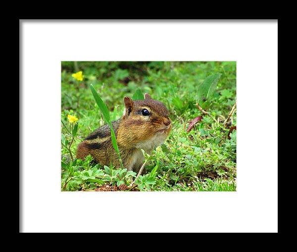 #chipmunk #happyfull #earlymorning #sunflowerseed #breakfasttime Framed Print featuring the photograph I'm In Heaven by Belinda Lee