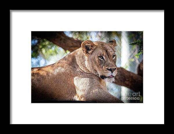 Cat Framed Print featuring the photograph I'm Not Watching You by David Levin