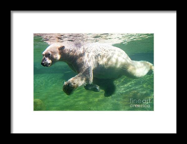 David Levin Photography Framed Print featuring the photograph I'm Swimming as Fast as I Can by David Levin