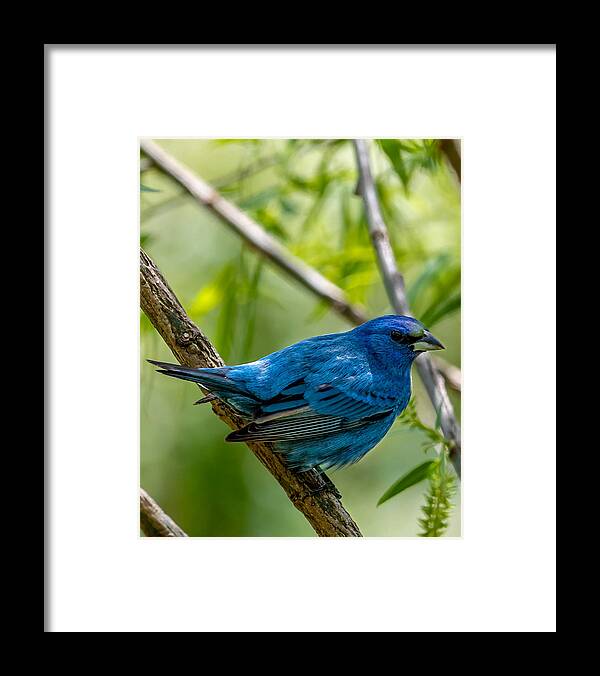 Indigo Bunting Framed Print featuring the photograph Im Watching You by Rick Nelson