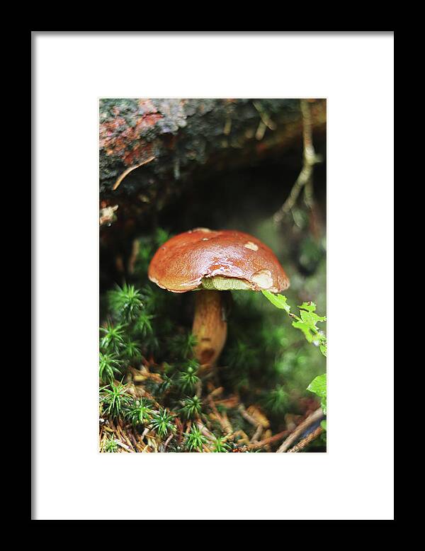 Autumn Framed Print featuring the photograph Imleria badia found her birthplace by Vaclav Sonnek