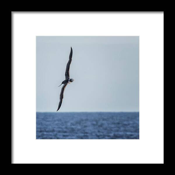 Masked Booby Framed Print featuring the photograph Immature Masked Booby, No. 5 sq by Belinda Greb
