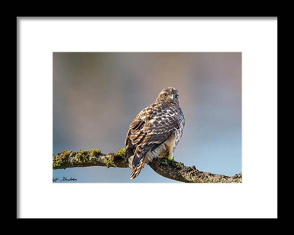 Animal Framed Print featuring the photograph Immature Red Tailed Hawk in a Tree by Jeff Goulden