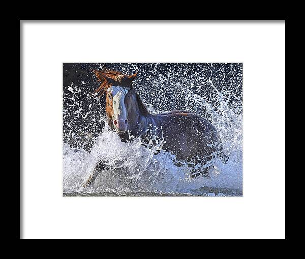 Stallion Framed Print featuring the photograph Impressive Stallion. by Paul Martin